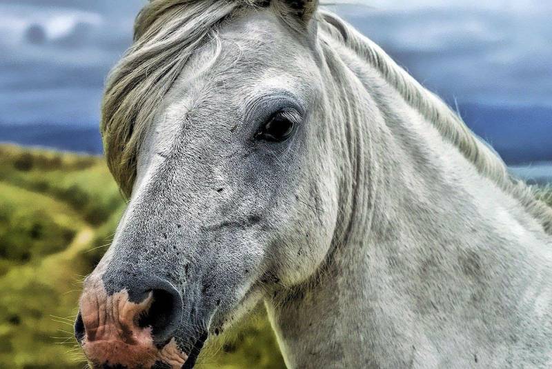 CBD Oil For Your Horses